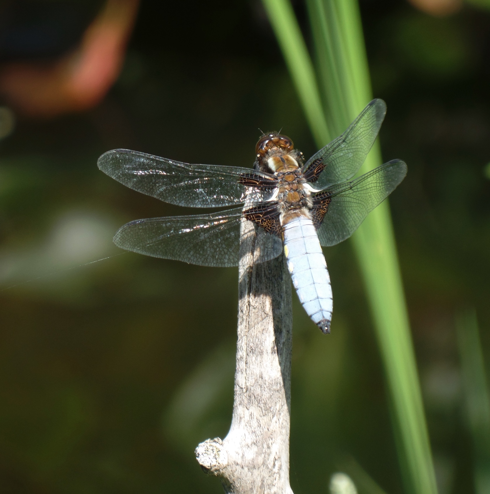 bijzondere 'libelle'?